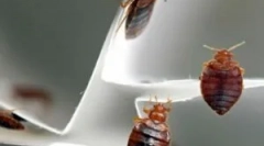 Ako a čo liečiť bite bity?